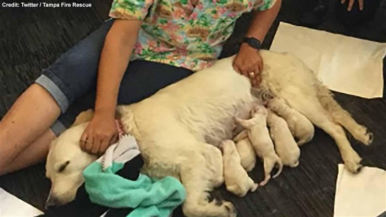 ايلي nurses her puppies