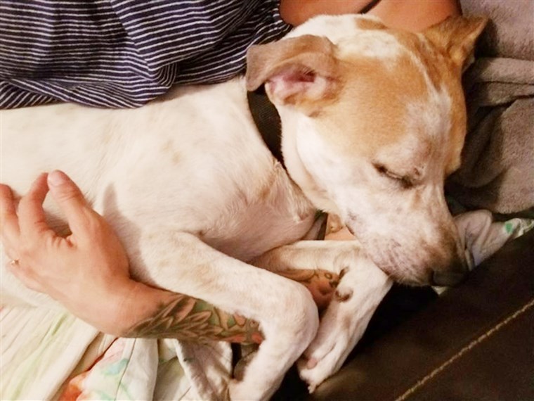 Zvíře shelter puts dog on Tinder to help him get adopted.