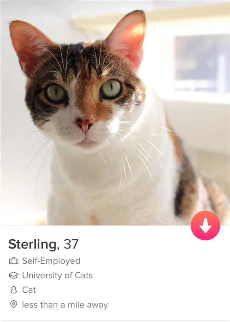 Psi and cats on Tinder to find furever home