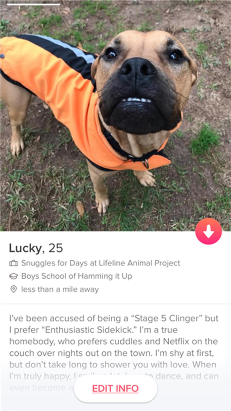 Hunde on Tinder to find adoption match