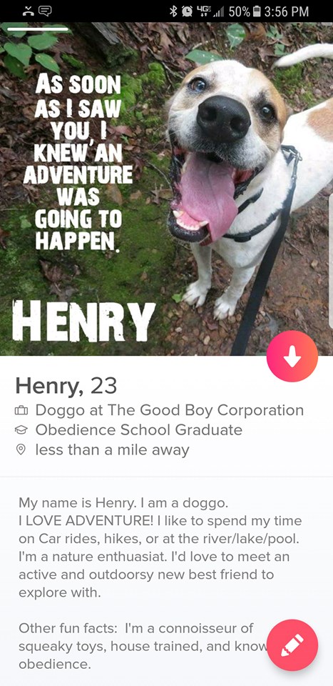 Tier shelter puts dog on Tinder to help him get adopted.