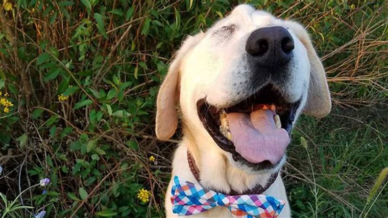 Hund with facial deformity gets adopted