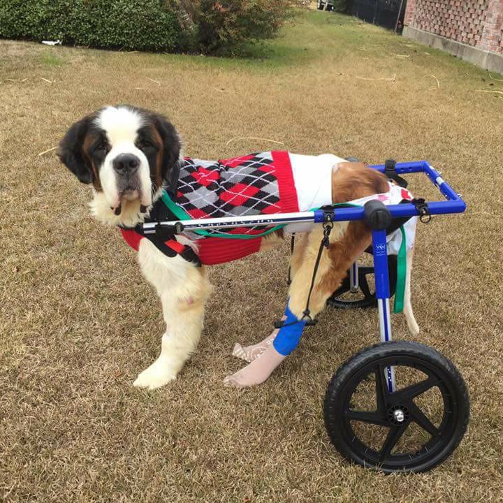 贡纳尔's Wheels, dogs, wheelchairs