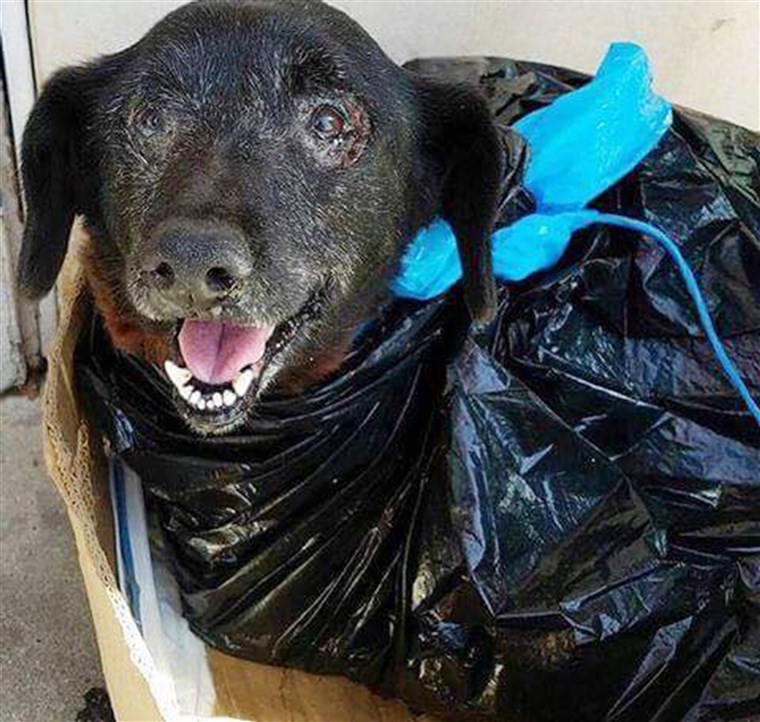 بلاكي was dropped off at a busy California shelter wrapped in a garbage bag.