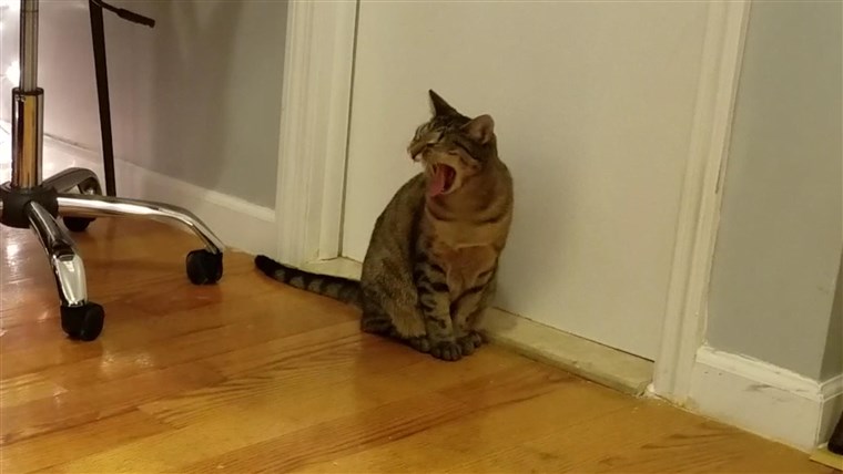 Katze reacts to 