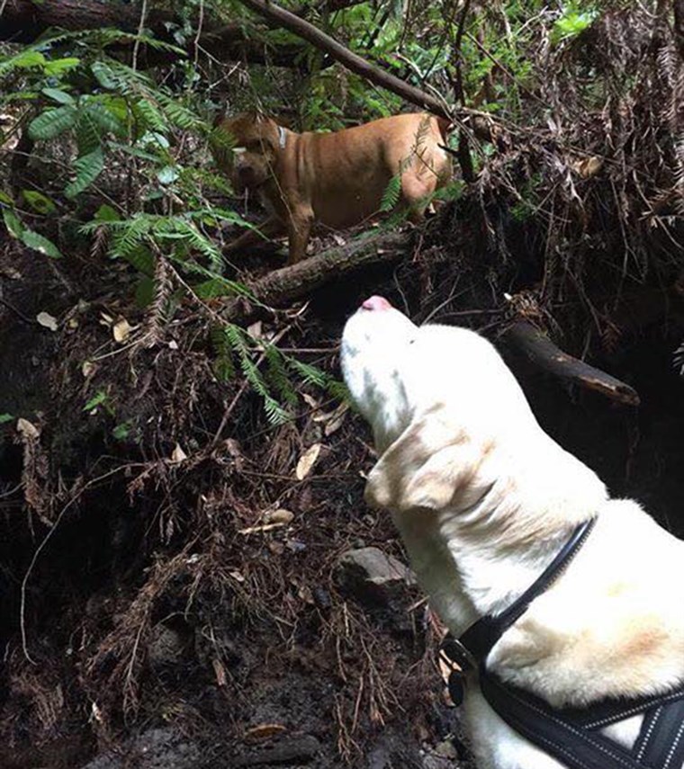 Feuerwehrmann rescues blind dog lost in woods for 8 days, then turns down reward