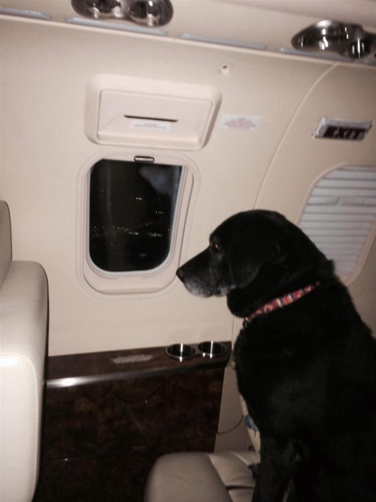 Helena Rich, an heir to the Wrigley fortune, had two of her personal assistants accompany Lady on a private jet to transfer the dog from a Kansas shelt...