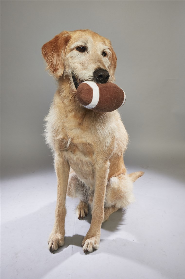 狗 holding a football toy in his mouth