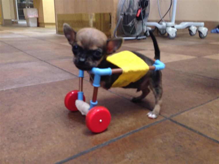 涡轮 the Chihuahua is shown cruising around in a cart custom-made from toy parts.