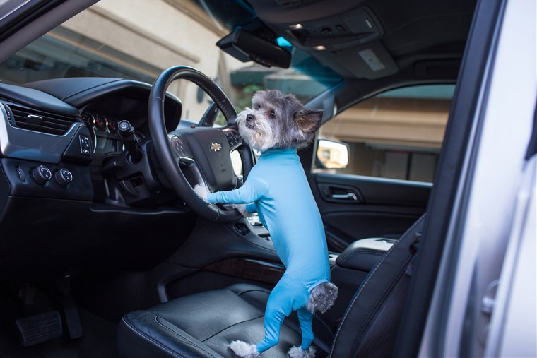 狗 leotards can keep your car clean and make your dog look even more ridiculously cute.