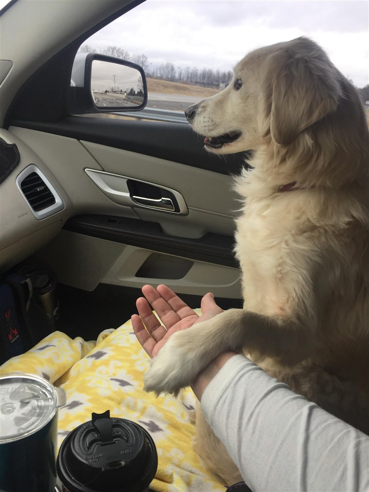 الامتنان dog holds rescuer's hand on car ride home