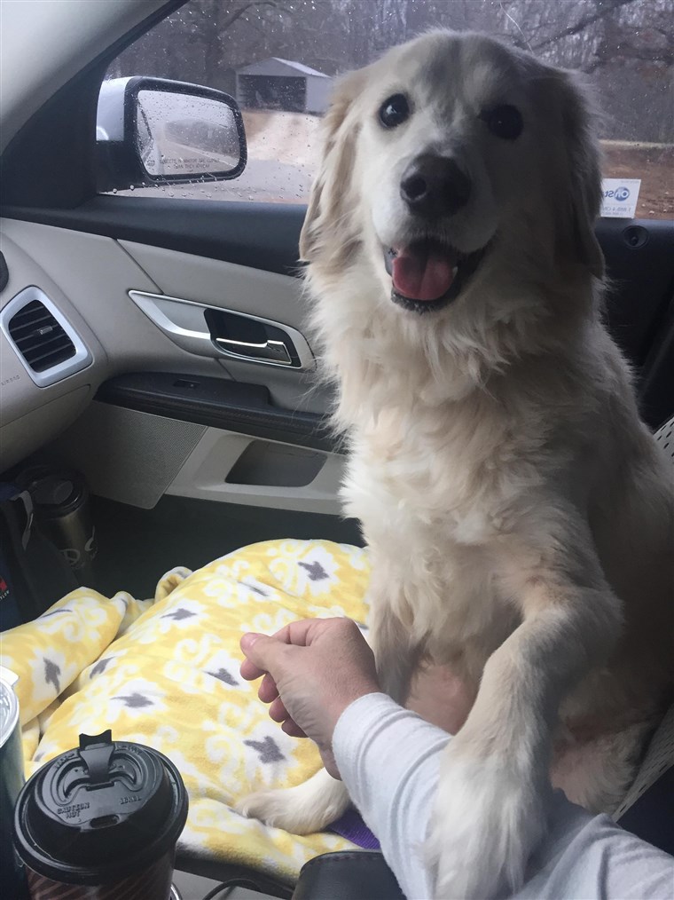 الامتنان dog holds rescuer's hand on car ride home.