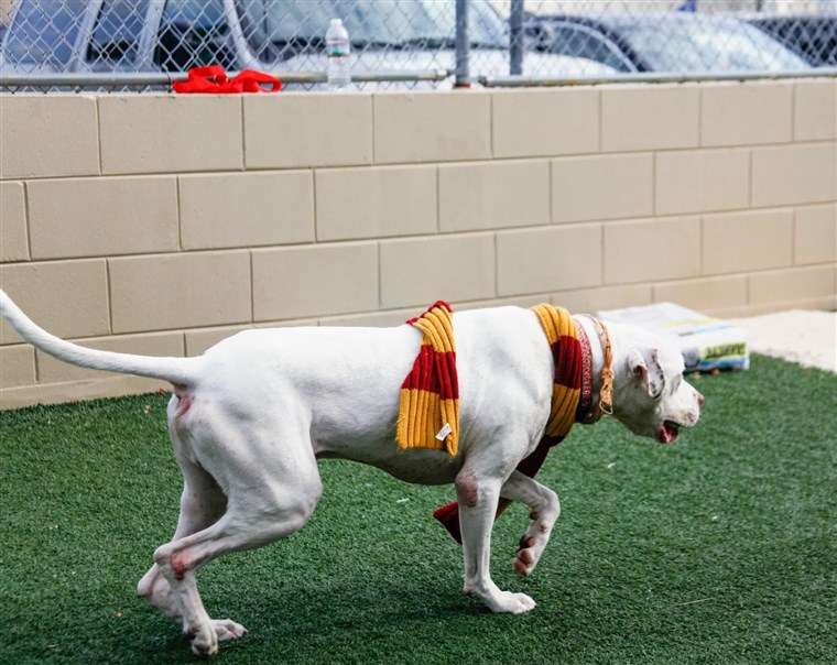 Hunde are tested by an animal behaviorist in the shelter's play yard, where they play with four different toys that will determine their house placement.