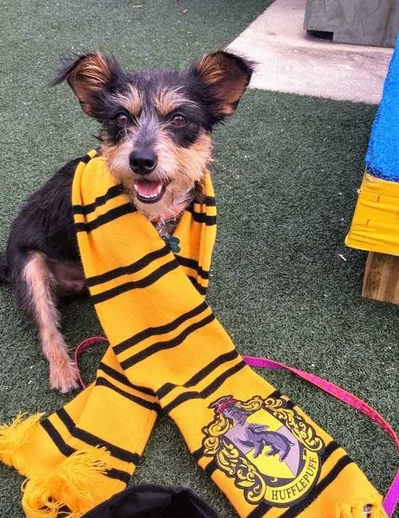 Най- Pet Alliance of Greater Orlando began sorting dogs into Hogwarts houses to display their personalities, not their breeds.