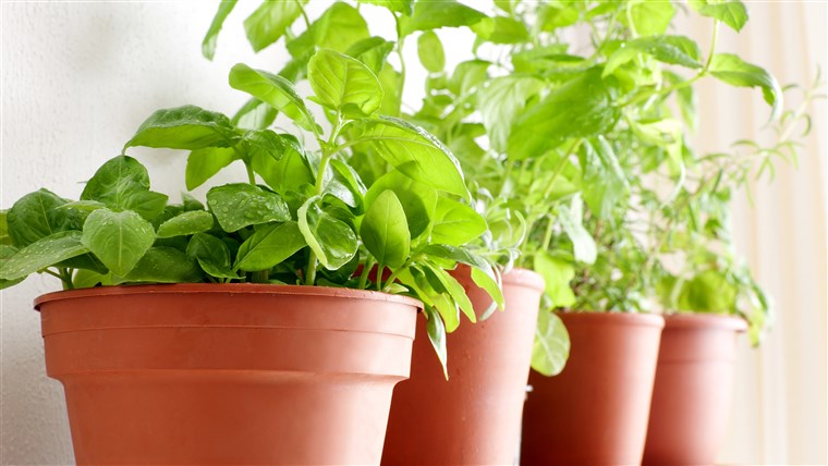 Vergossen herbs: Basil, Mint and Rosemary