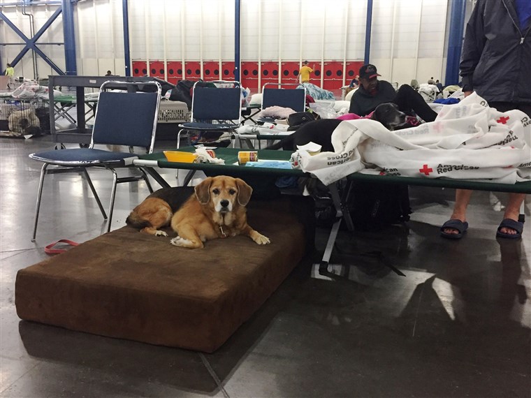 Etwas nonprofits are helping care for pets sheltering with their families at The George R. Brown Convention Center in Houston. 