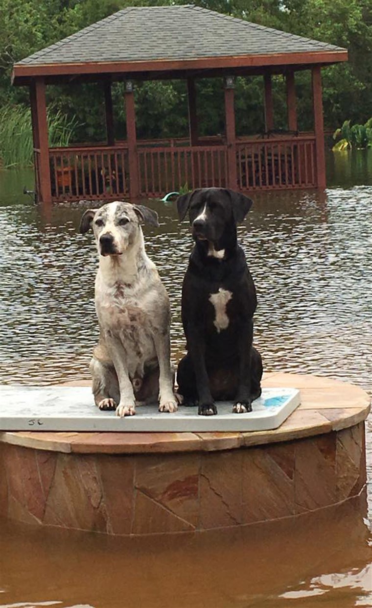 Hunde trapped in Houston floods from Hurricane Harvey