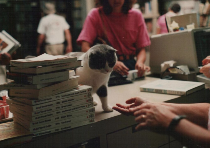 خباز and Taylor library cats