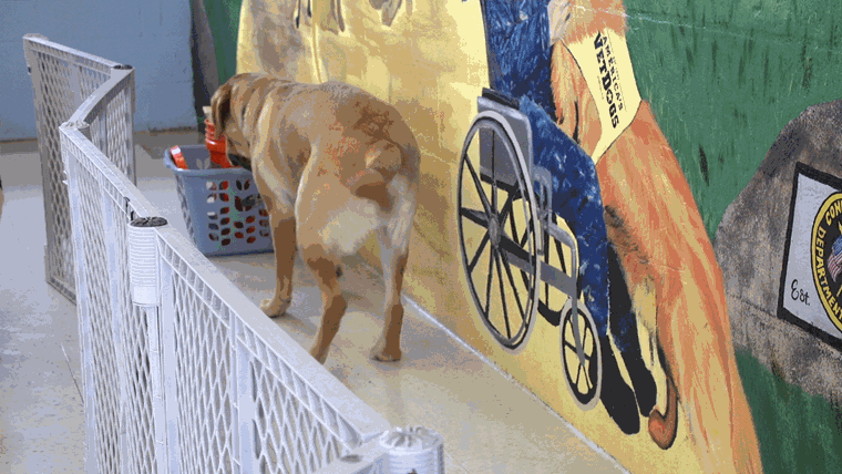 أمريكا's Vet Dogs Prison dogs at Enfield