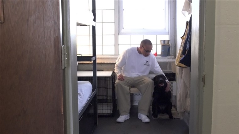 أمريكا's Vet Dogs Prison dogs at Enfield