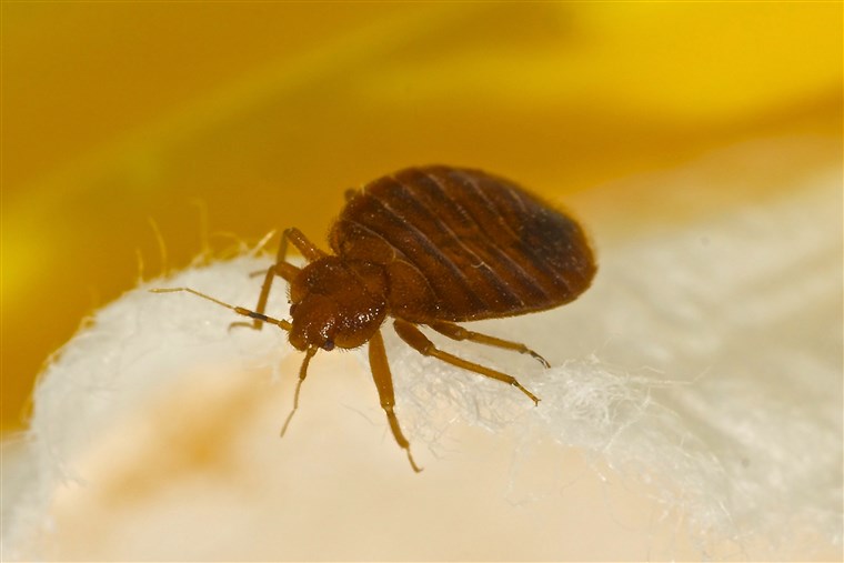 什么 do bedbugs look like?