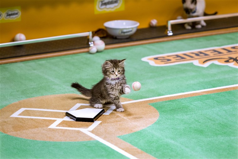 قطه صغيره playing baseball