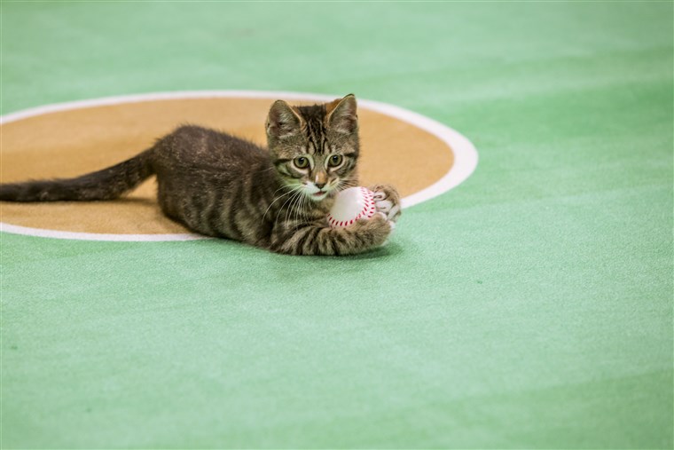 小猫 playing baseball