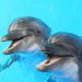 Dolphins swim in the pool